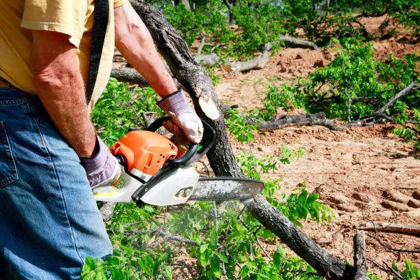 Best Tree Disease Treatment  in The Woodlands, TX